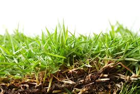 It has the same active. Zoysia Grass Your Complete Texas Lawn Care Maintenance Guide