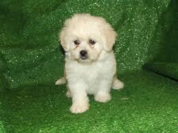 Pekechon Pekingese X Bichon Frise This Adorable Little Puppy Has A Big Personality With A Small Frame They Are Minimal Puppies Little Puppies Bichon Frise