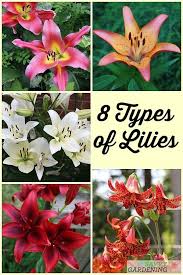 Types Of Lilies 8 Beautiful Cold Hardy Choices For The Garden Types Of Lilies Lily Plants Growing Lilies