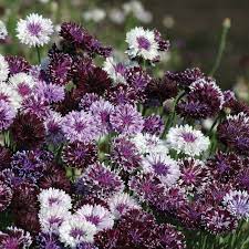 Classic Magic Bachelors Buttons Bachelor Button Flowers Flower Seeds Bachelor Buttons