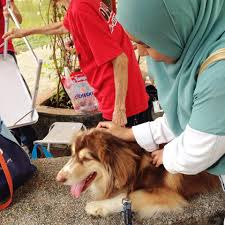 Most dog owners want a dog that will willingly accept being petted, even by complete strangers. I Want To Touch A Dog Peluang Orang Islam Pegang Anjing