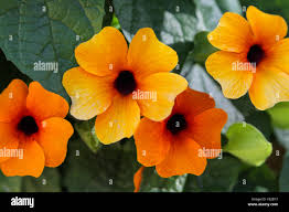 Image result for Thunbergia fischeri