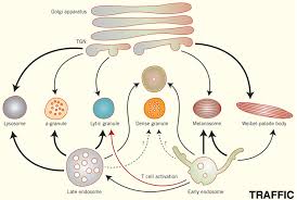 Check spelling or type a new query. The Road To Lysosome Related Organelles Insights From Hermansky Pudlak Syndrome And Other Rare Diseases Bowman 2019 Traffic Wiley Online Library