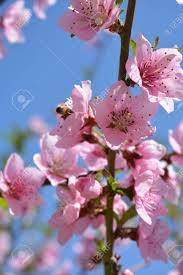 When peach trees bloom, the flowers have a strong, pleasant fragrance and vibrant colors. Peach Tree Flowers On Sky Background Beautiful Green Nature Stock Photo Picture And Royalty Free Image Image 78140061