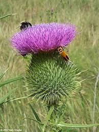 Image result for Cirsium  buchwaldii