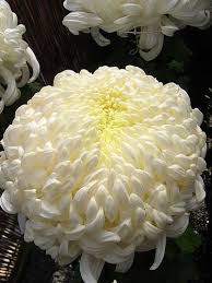 What S Your Birth Flower Birth Flowers Chrysanthemum Chrysanthemum Flower