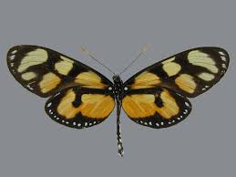 Image result for Aedesia