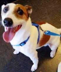 Dog For Adoption Milo A Jack Russell Terrier In White Plains Ny Petfinder