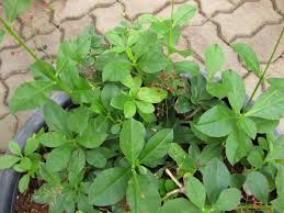 Image result for Talinum paniculatum