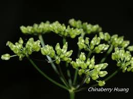 Image result for Pimpinella robynsii