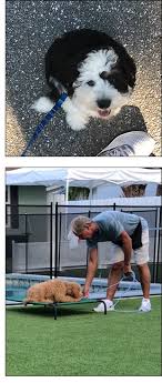 › puppy boarding training nyc. Dog Trainers Delray Beach Florida Puppy Housebreaking Training Boca Raton Fl Board And Train And Classes For Puppies And Dogs In Delray Beach Puppy And Dog Obedience Training
