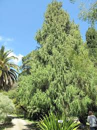 Image result for Cupressus torulosa