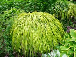 Here is a list of ornamental perennial grasses we offer that grow in usda zone 10 and we ship them to your front door. Ornamental Grasses That Stay Put Laidback Gardener