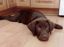 3 Month Old Chocolate Lab Puppy Murphy Dog Cat Dogs Chocolate Lab Puppies