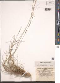 Image result for Aristida stipoides