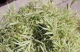 In bamboo, as in other grasses, the internodal regions of the stem are usually hollow and the vascular bundles. Dwarf Bamboos And Groundcovers Bambu Batu