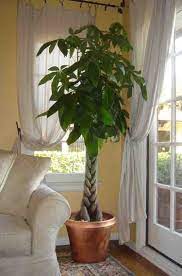 The plane is (fast) than the train. Interior Plantscaping By Greatscapes More Richmond Virginia Plants Money Tree Plant Money Trees