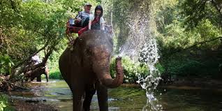 Habitat suitability was also assessed based on the data obtained from the location of the species during monthly ranger patrol across the park area, with the rate of dung decay used for population calculation. Khao Yai Natural Park With Ox Cart Elephant Riding Asia Discovery Com