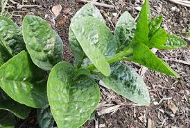 Image result for Basellaceae