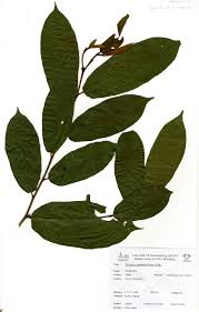 Image result for Pycnanthus