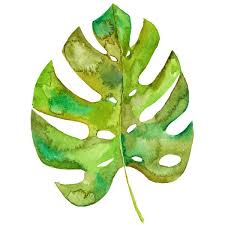 Split Leaf Philodendron Watercolor Art Tropical Leaf Painting Painted Leaves Watercolor Pineapple Leaf Art