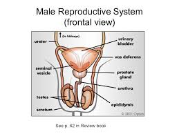 Of course, this is only one view, and i didn't draw all the movements etc, but really that would how to draw the male torso from the front. The Human Reproductive System Ppt Video Online Download