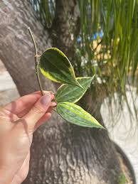 Image result for Carvalhoa macrophylla