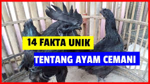 We did not find results for: 14 Fakta Unik Ayam Cemani Yang Jarang Diketahui Masyarakat