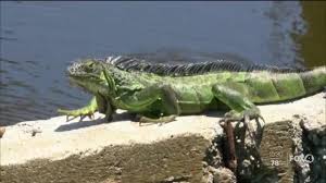 As soon as they smell this liquid, they run away and never come back. The City Of Sanibel Suspends Green Iguana Trapping Services Due To Covid 19 Response Cost