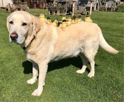 O Xrhsths Londrali Sto Twitter Fred A Labrador Who Has Adopted Nine Orphaned Ducklings At Mountfitchet Castle Essex In England Ingiltere Deki Mountfitchet Kalesi Nde 9 Ordek Yavrusunu Evlat Edinen Labrador Cinsi Kopek Fred