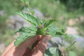 Image result for Lantana ukambensis