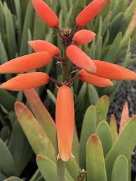 Image result for Aloe plowesii