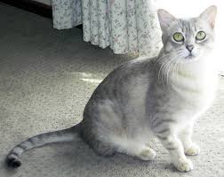 The australian mist (formerly known as the spotted mist) is a breed of cat developed in australia. Australian Mist Info Personality Care Kittens Pictures Cat Breed Selector