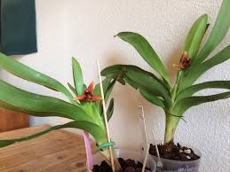 Image result for Otomeria elatior