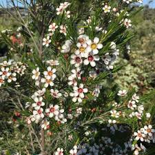 Image result for Chascanum pumilum