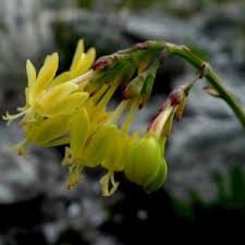 Image result for Lapeirousia littoralis