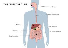 New channel plz subscribe our channel it will be a great support for making other such videos #draw liver, #liver diagram, #liver. The Gastrointestinal Tract More Than A Simple Machine Alimentarium