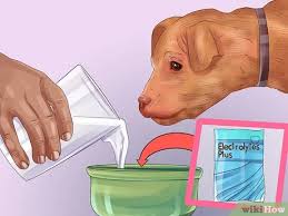 This condition is commonly seen in older dogs but can occur at any age. Dog Throwing Up Food At Night Www Macj Com Br