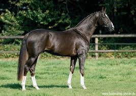 Its a rare and unique feature, that can be seen not so often. Dark Brown Chestnut Horse Novocom Top