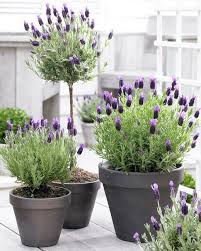You can use dried lavender, lavender oil or lavender plants around the home. Crushing On Lavender Topiaries Fox Hollow Cottage