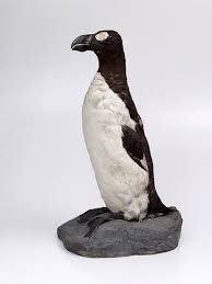 Black backs and white fronts. Extinct Species Darwin Museum To Display 200 Year Old Taxidermy Great Auk