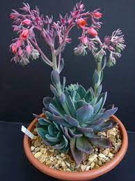 Oc cactus succulent show 2019. 900 Carmichael Cacti Succulent Club Ideas In 2021 Planting Succulents Cacti And Succulents Cactus And Succulents
