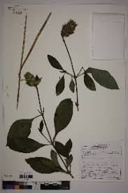 Image result for Barleria holubii