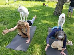 Yoga teacher trainings, prenatal teaching workshops, adventures, wellness events, and international yoga retreats. Goat Yoga Wgn Tv
