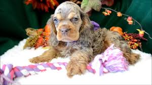 Excellent cocker spaniel pups for sale out of farlavale ebor, open field trial winning sire x 6 cocker spaniel puppy's for sale kc registered. Latte Chocolate Merle Tan Female Cocker Spaniel Puppy For Sale Youtube