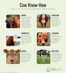 Cattle Breeds In Colorado Dairy Cow Breeds Raising Farm Animals Mini Cows