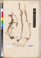 Image result for Cardamine obliqua