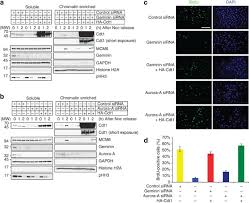 2) 8 supra 5 scrisa ca nr. Aurora A Controls Pre Replicative Complex Assembly And Dna Replication By Stabilizing Geminin In Mitosis Nature Communications