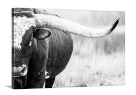 Black And White Bull Canvas Texas Longhorn Bull Closeup Canvas Or Photo Print Western Etsy In 2020 Cow Wall Art Cow Canvas Bull Pictures