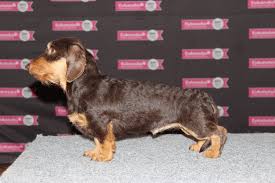 Image result for jezevčík drsnosrstý